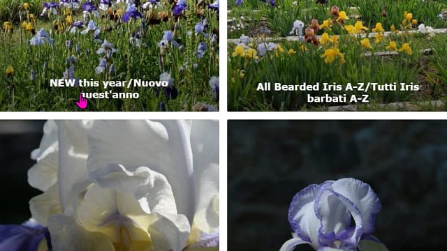 Iris Umbria vivai