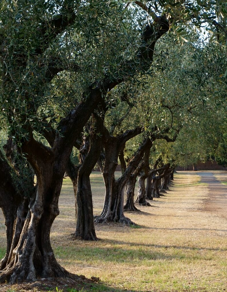 Servio potatura ulivi a Umbertide