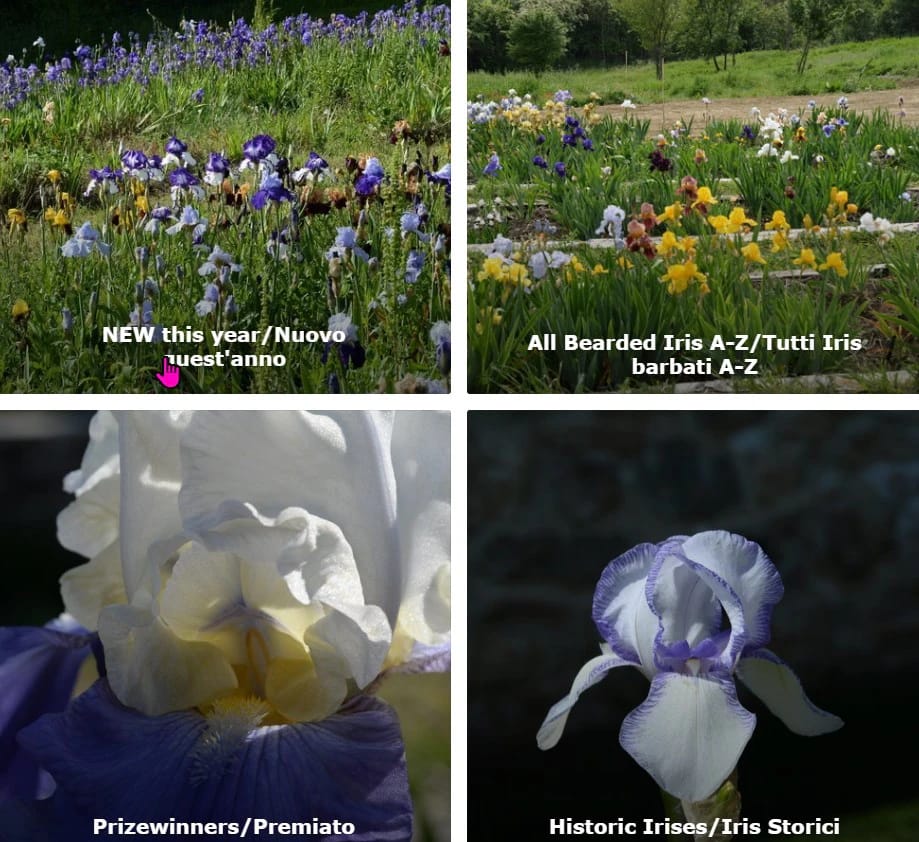 Iris Umbria vivai